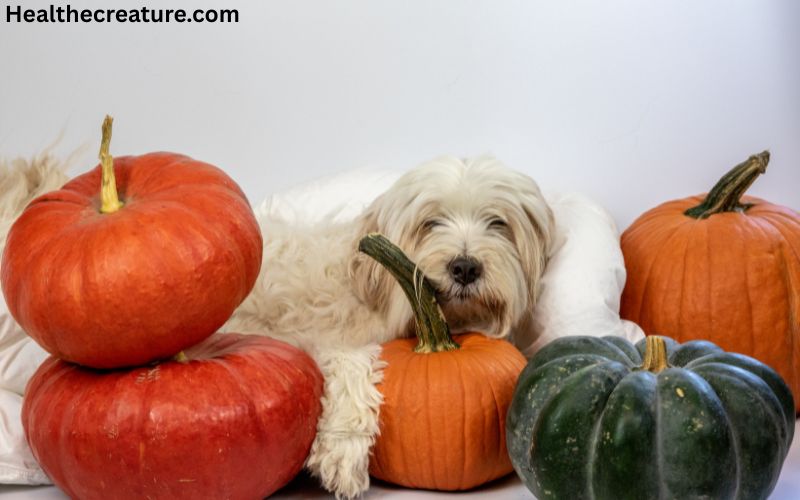 WellHealthOrganic Organic Pet Food Benefits
